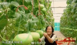 自由吃瓜基地刘文,刘文生的传奇人生与瓜界风云