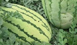 苏北老瓜怎么吃,传统美食的传承与创新