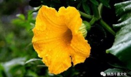 荷兰瓜花怎么吃,创意烹饪指南