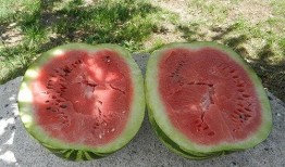 梦见吃熟 的瓜,揭秘吃熟瓜的寓意与象征