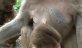 吃瓜小猴子图片,揭秘瓜界萌宠的趣味生活