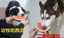 哈士奇吃瓜群众