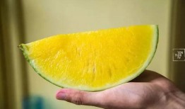 只只吃瓜,只只吃瓜的奇妙冒险之旅