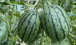 吃瓜保温的吗,保温秘籍大公开