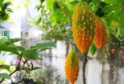 金赖瓜可以吃吗,美味可口的食用指南