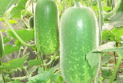 豪仔吃瓜,揭秘娱乐圈幕后故事