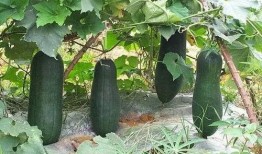 连三吃瓜,揭秘娱乐圈背后的那些事儿