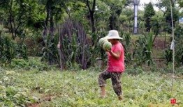 农村吃瓜女子,农村吃瓜女子的生活点滴