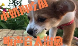 吃瓜吃到自家狗子身上,一场意外的家庭喜剧