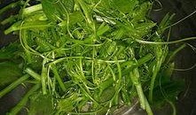 丰收瓜尖怎么吃