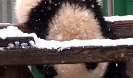 吃瓜小熊怎么解释,网络红人的崛起与影响力