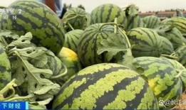 吃瓜被选,揭秘网络热议背后的真相与趣味