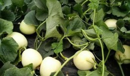 药瓜根子怎么吃,传统药材的现代食补之道