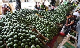 左各庄吃瓜,一场别开生面的夏日盛宴