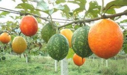 吃吊瓜说说,探寻民间特色佳肴的秘密