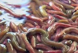 吃瓜吃到虫恶心,揭秘瓜果安全卫生问题