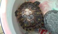 乌龟吃瓜怎么吃最快