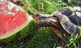 乌龟吃瓜怎么吃最快