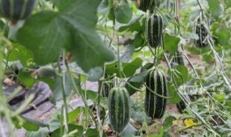 吃瓜 杭州,揭秘网红城市的“吃瓜”文化