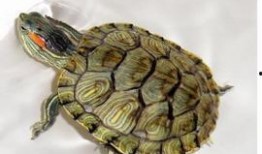 小龟吃瓜,一场趣味横生的夏日盛宴