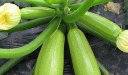 每日大瓜在线吃瓜,在线吃瓜，畅享娱乐盛宴