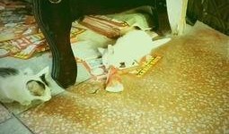 吃瓜的小白,揭秘网络热议背后的真相