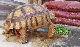 小龟吃瓜,一场趣味横生的夏日盛宴