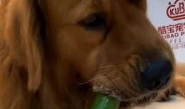 金毛吃瓜图片,萌态十足引网友热议