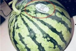 网红吃瓜aaa,揭秘娱乐圈幕后真相