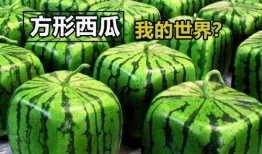 mc吃瓜图,一场虚拟世界的“瓜田”盛宴