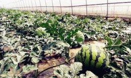 看看社区吃瓜爆料,吃瓜爆料背后的真相与热议