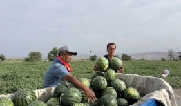景东吃瓜,夏日吃瓜盛宴来袭