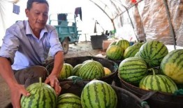 巢湖吃瓜,一场别开生面的吃瓜盛宴