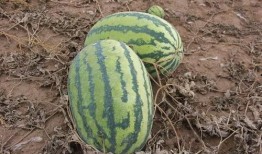 梦见吃熟 的瓜,揭秘吃熟瓜的寓意与象征