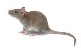 黑皮耗子吃瓜群众,揭秘吃瓜群众的神秘世界