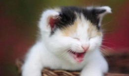 猫咪吃瓜眼神图片高清,高清萌态引网友热议