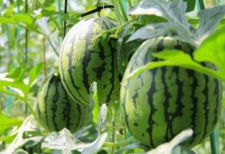 吃瓜群众现场吃西瓜