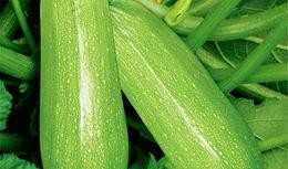 茭瓜烂了可以吃吗,茭瓜烂了还能吃吗？揭秘食品安全与保存技巧