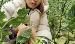 赤峰本地吃瓜,本地特色美食大揭秘