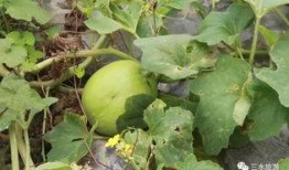 股农吃瓜,揭秘股市中的“瓜田”趣事