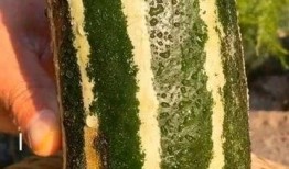 梦见吃熟 的瓜,揭秘吃熟瓜的寓意与象征