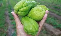 金赖瓜可以吃吗,美味可口的食用指南