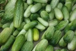 云南刺角瓜怎么吃,独特风味的多样化食用指南