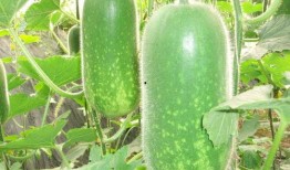 种瓜吃瓜卖瓜文案图片大全,种瓜吃瓜卖瓜，创意文案图片集锦