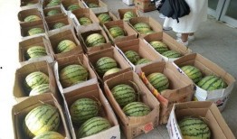 校园吃瓜免费看,免费吃瓜，尽享校园精彩瞬间