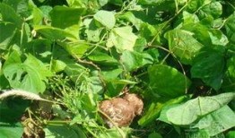 土瓜能怎么吃,探索土瓜的多样美味烹饪法