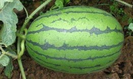 十八楼cp吃瓜,揭秘明星恋情背后的甜蜜与争议