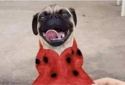 吃瓜吃到自家狗子身上,一场意外的家庭喜剧