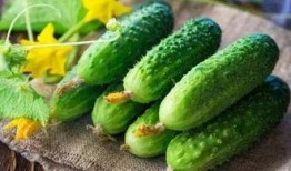 打药多久可以吃瓜,打药后多久可安心享用瓜果美味？