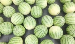 个个吃瓜,吃瓜群众视角下的娱乐圈风云录